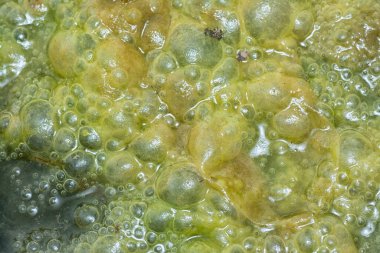 Su yüzeyinde yüzen yeşil köpüklü algler.  