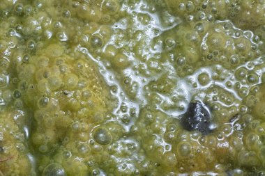 Su yüzeyinde yüzen yeşil köpüklü algler.  