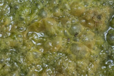 Su yüzeyinde yüzen yeşil köpüklü algler.  