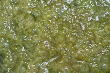 Su yüzeyinde yüzen yeşil köpüklü algler.  