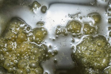 Su yüzeyinde yüzen yeşil köpüklü algler.  