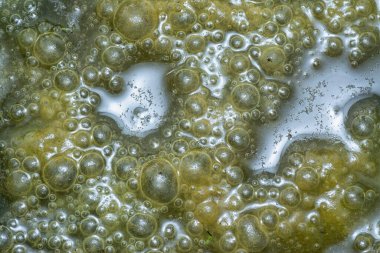 Su yüzeyinde yüzen yeşil köpüklü algler.  