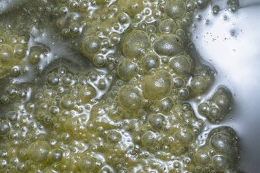 Green bubbles slimy algae floating on the surface of the water   clipart