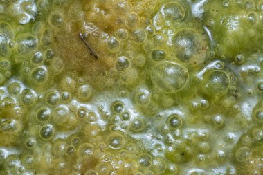 Su yüzeyinde yüzen yeşil köpüklü algler.  