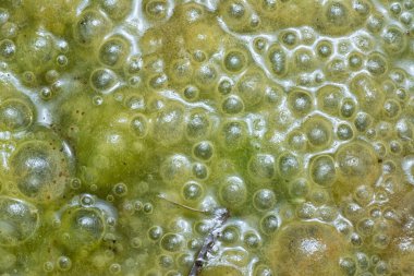 Su yüzeyinde yüzen yeşil köpüklü algler.  