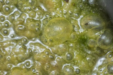 Green bubbles slimy algae floating on the surface of the water   clipart