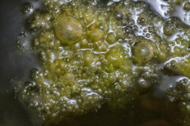 Su yüzeyinde yüzen yeşil köpüklü algler.  