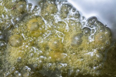 Su yüzeyinde yüzen yeşil köpüklü algler.  