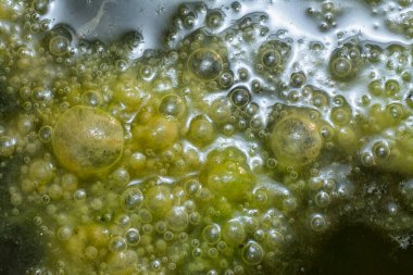 Su yüzeyinde yüzen yeşil köpüklü algler.  