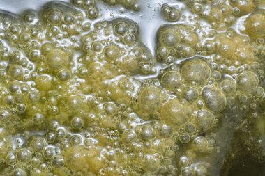 Su yüzeyinde yüzen yeşil köpüklü algler.  