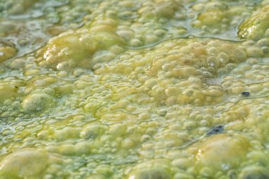 Green bubbles slimy algae floating on the surface of the water   clipart