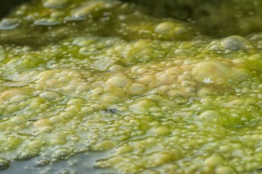 Su yüzeyinde yüzen yeşil köpüklü algler.  
