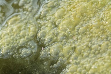 Su yüzeyinde yüzen yeşil köpüklü algler.  