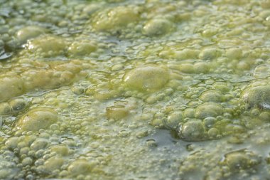 Green bubbles slimy algae floating on the surface of the water   clipart