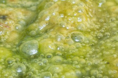 Su yüzeyinde yüzen yeşil köpüklü algler.  