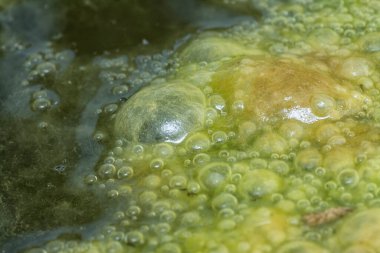 Su yüzeyinde yüzen yeşil köpüklü algler.  