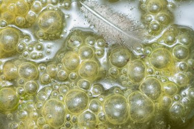 Green bubbles slimy algae floating on the surface of the water   clipart