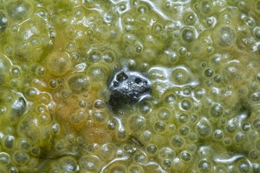 Su yüzeyinde yüzen yeşil köpüklü algler.  