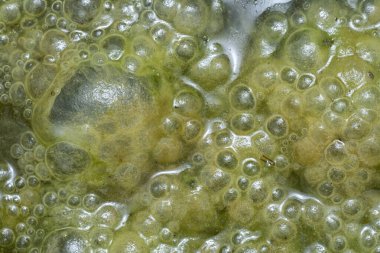 Green bubbles slimy algae floating on the surface of the water   clipart