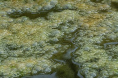 Su yüzeyinde yüzen yeşil köpüklü algler.  