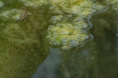 Su yüzeyinde yüzen yeşil köpüklü algler.  