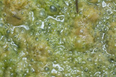 Su yüzeyinde yüzen yeşil köpüklü algler.  