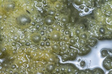 Su yüzeyinde yüzen yeşil köpüklü algler.  