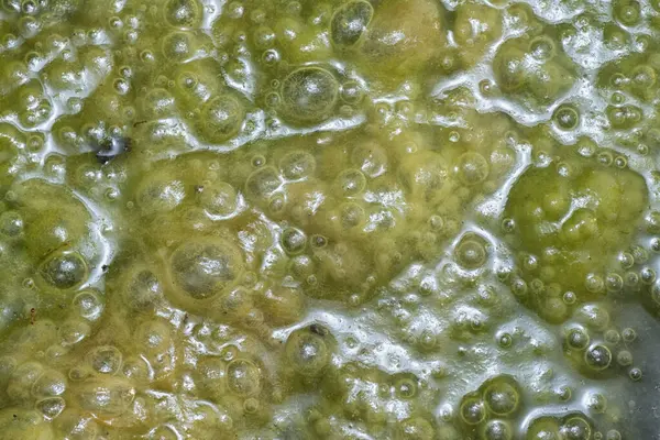 stock image Green bubbles slimy algae floating on the surface of the water  