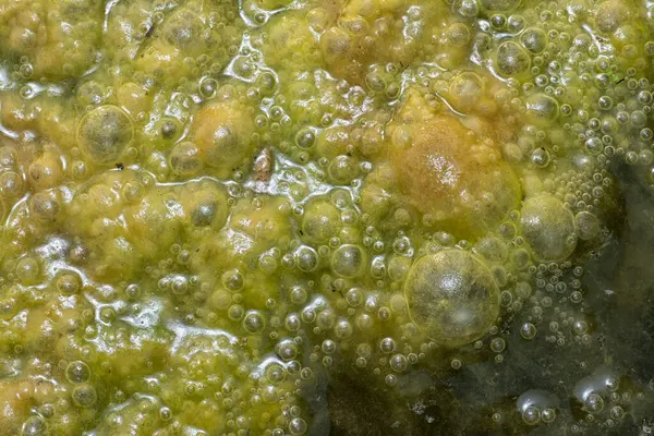 stock image Green bubbles slimy algae floating on the surface of the water  