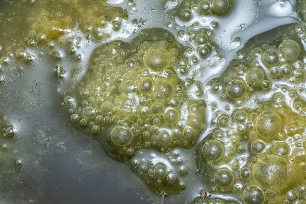 stock image Green bubbles slimy algae floating on the surface of the water  