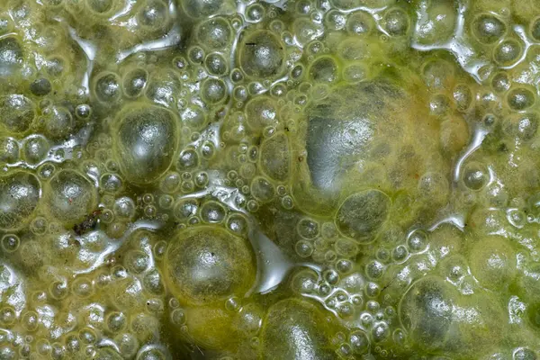 Stock image Green bubbles slimy algae floating on the surface of the water  