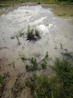Açık hava bataklık birikintisi olan yerleşim alanı..