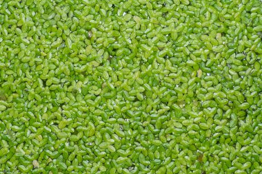 Floating tiny leafy freshwater aquatic common duckweed plants. clipart