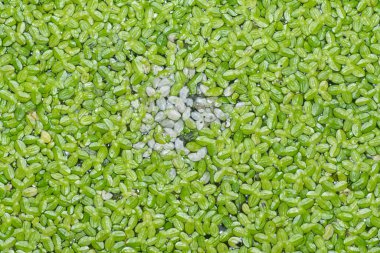 Yüzen küçük yapraklı tatlı su, su yosunları..