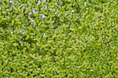 Yüzen küçük yapraklı tatlı su, su yosunları..