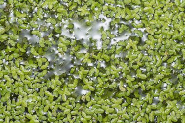 Yüzen küçük yapraklı tatlı su, su yosunları..