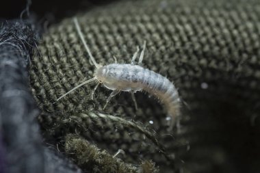 Ctenolepisma calva. Evdeki evdeki baş belası..