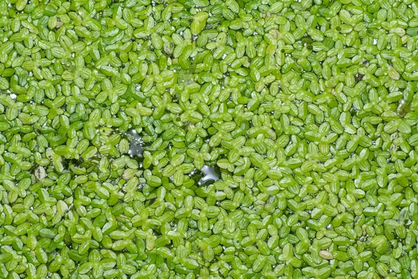 stock image Floating tiny leafy freshwater aquatic common duckweed plants.