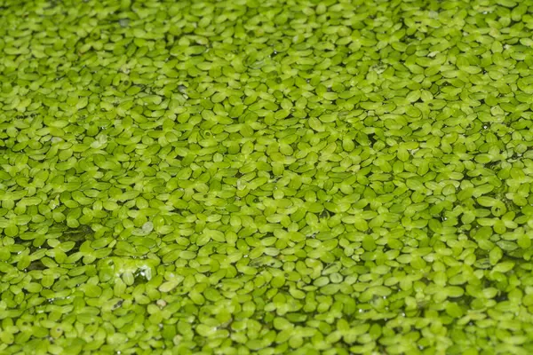 Stock image Floating tiny leafy freshwater aquatic common duckweed plants.