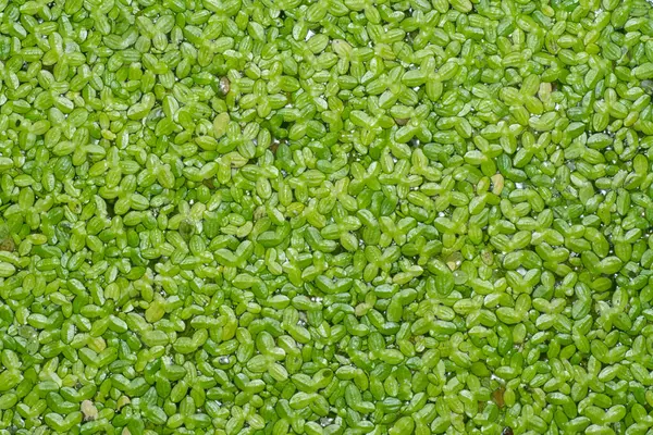 stock image Floating tiny leafy freshwater aquatic common duckweed plants.