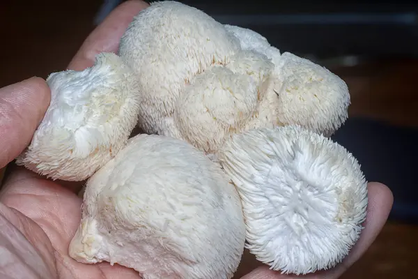 stock image close shot of the white colored lion's mane mushroom.