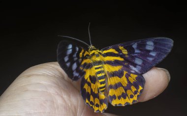 close shot of the colorful false tiger moth. clipart