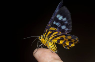 close shot of the colorful false tiger moth. clipart