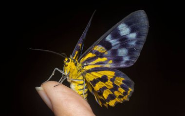 close shot of the colorful false tiger moth. clipart