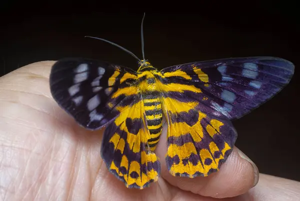 stock image close shot of the colorful false tiger moth.