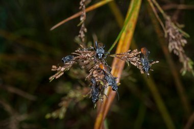 close up shot of the Rudy-tailed wasps resting on the Cyperus iria stems.   clipart