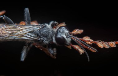 Rudy kuyruklu eşekarılarının Cyperus iria gövdesinde dinlenirken yakın plan çekimleri..  