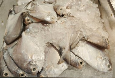 Satılık beyaz Pomfret balığı tepsisi..