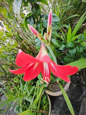 Bahçe saksısında yetişen Hippeastrum Correisense çiçeği.