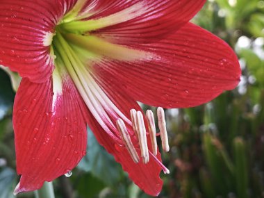 Bahçe saksısında yetişen Hippeastrum Correisense çiçeği.